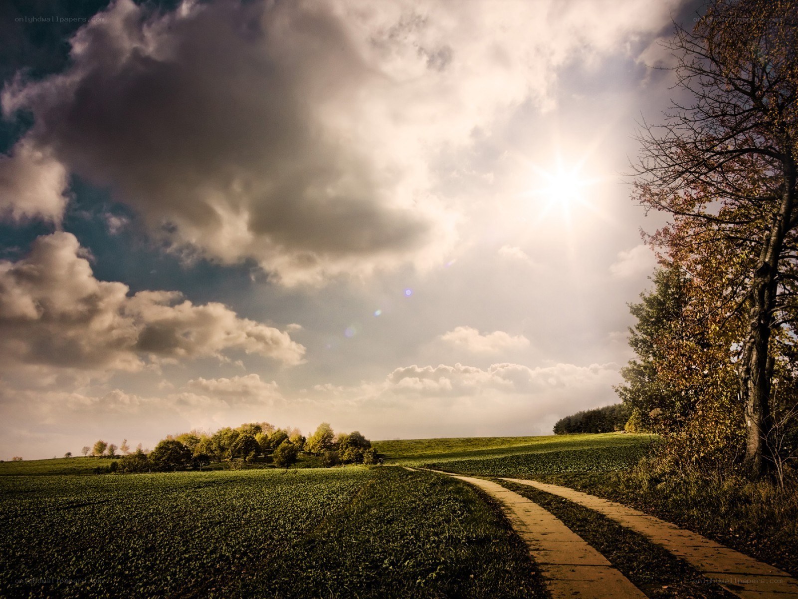 Sunlit path through green fields