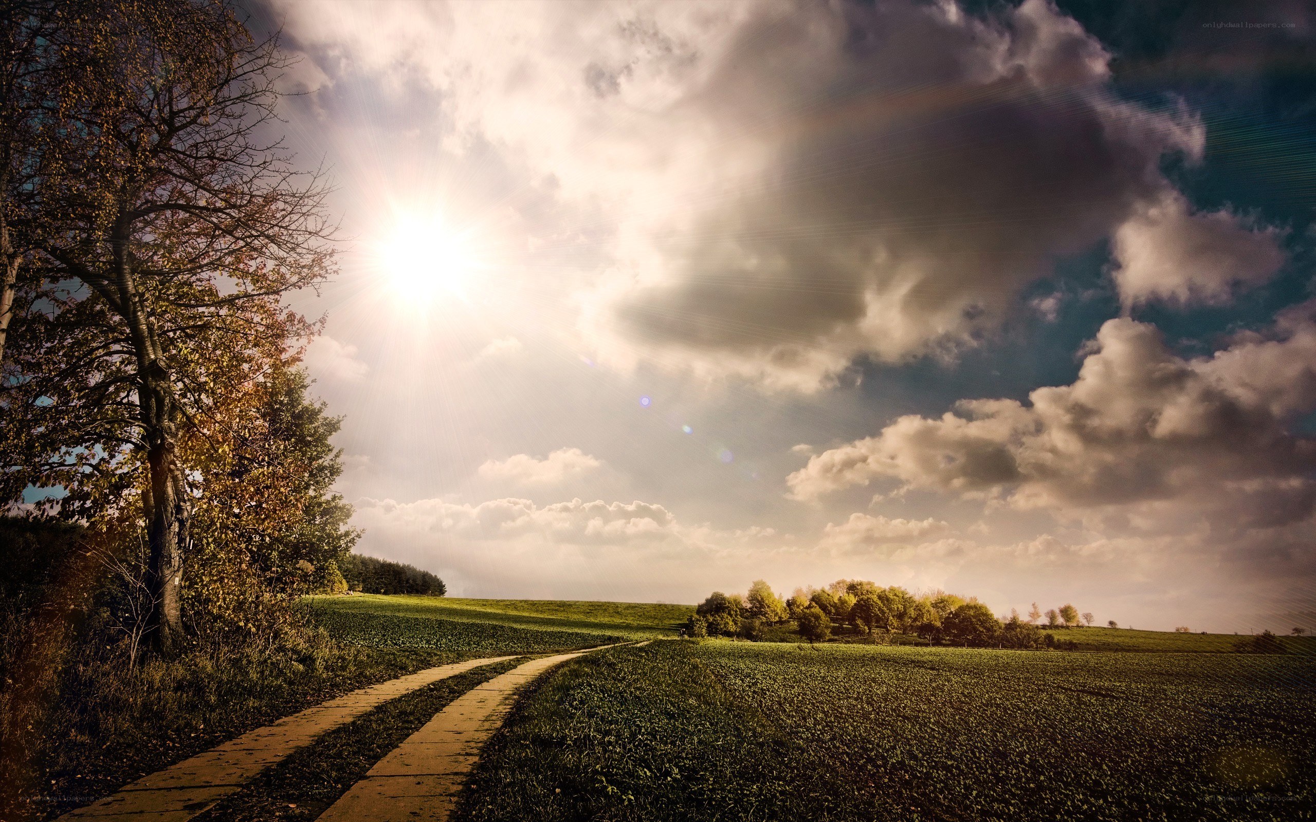 Sunlit path through green fields