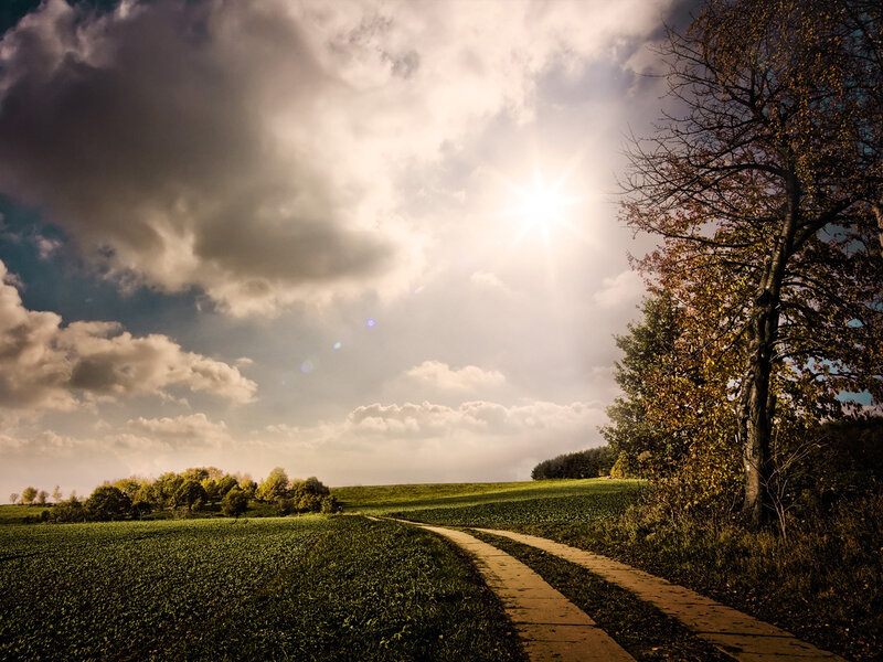 Sunlit path through green fields