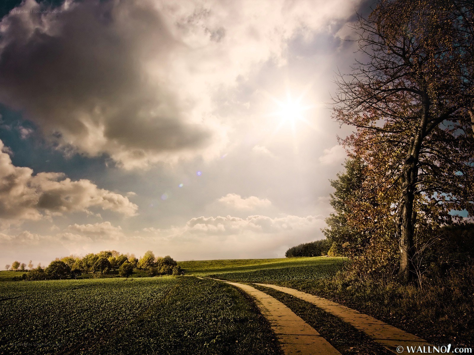 Sunlit path through green fields