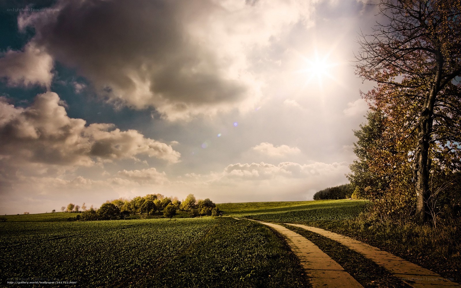 Sunlit path through green fields