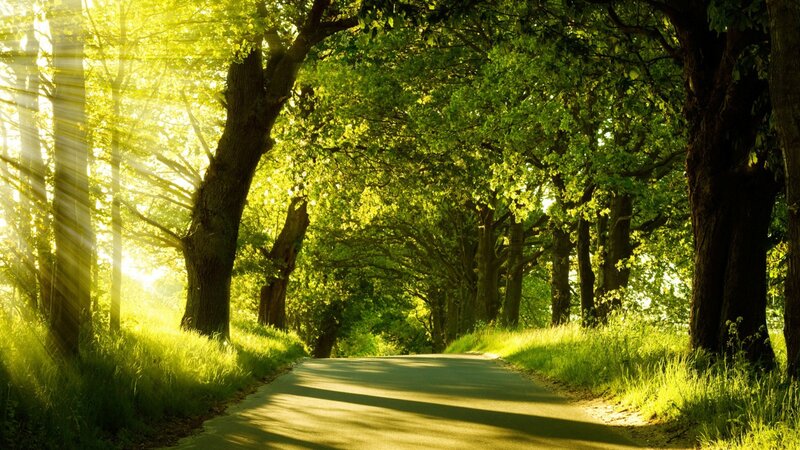 Sunlit path through green trees