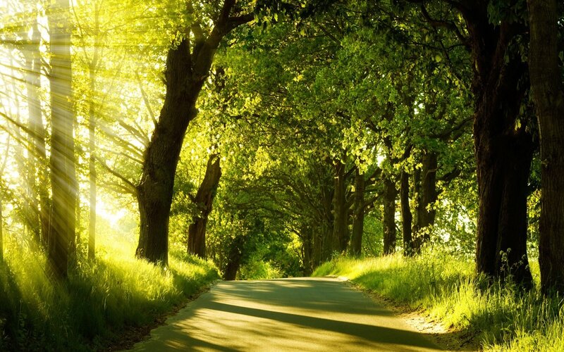 Sunlit path through green trees
