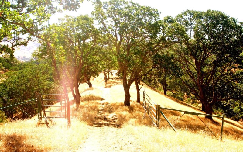 Sunlit path through oak trees