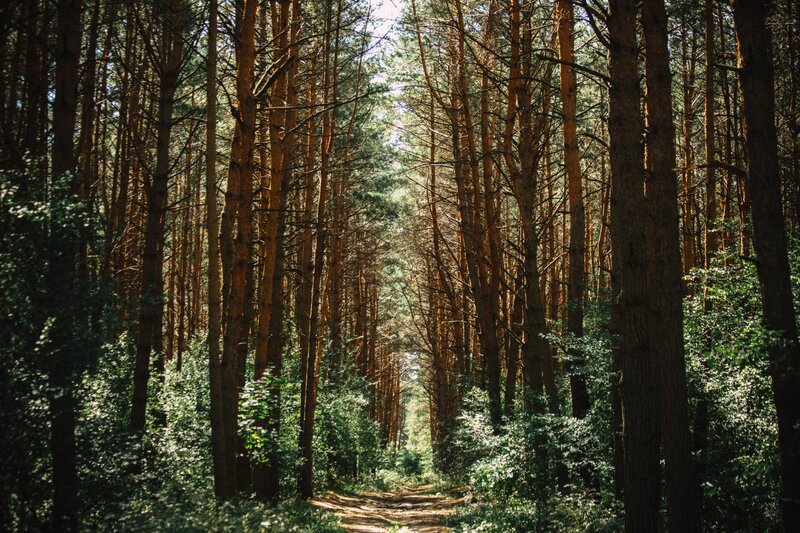 Sunlit path through pine forest