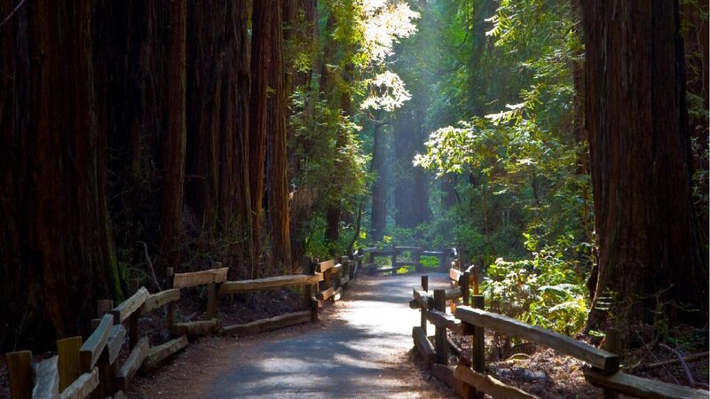 Sunlit path through redwood forest