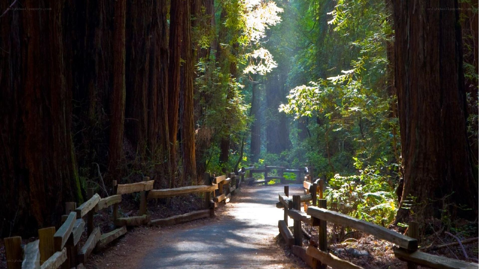 Sunlit path through redwood forest