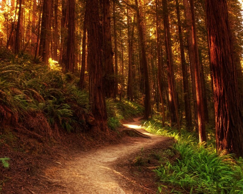 Sunlit path through redwood forest