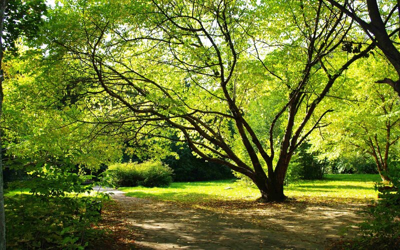Sunlit path under a leafy tree
