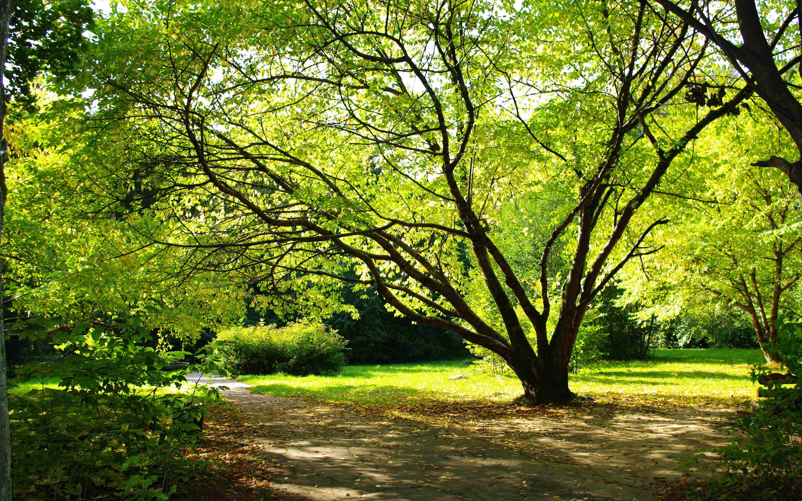 Sunlit path under a leafy tree