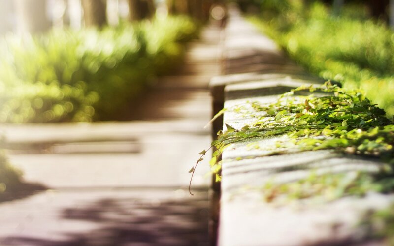 Sunlit path with greenery