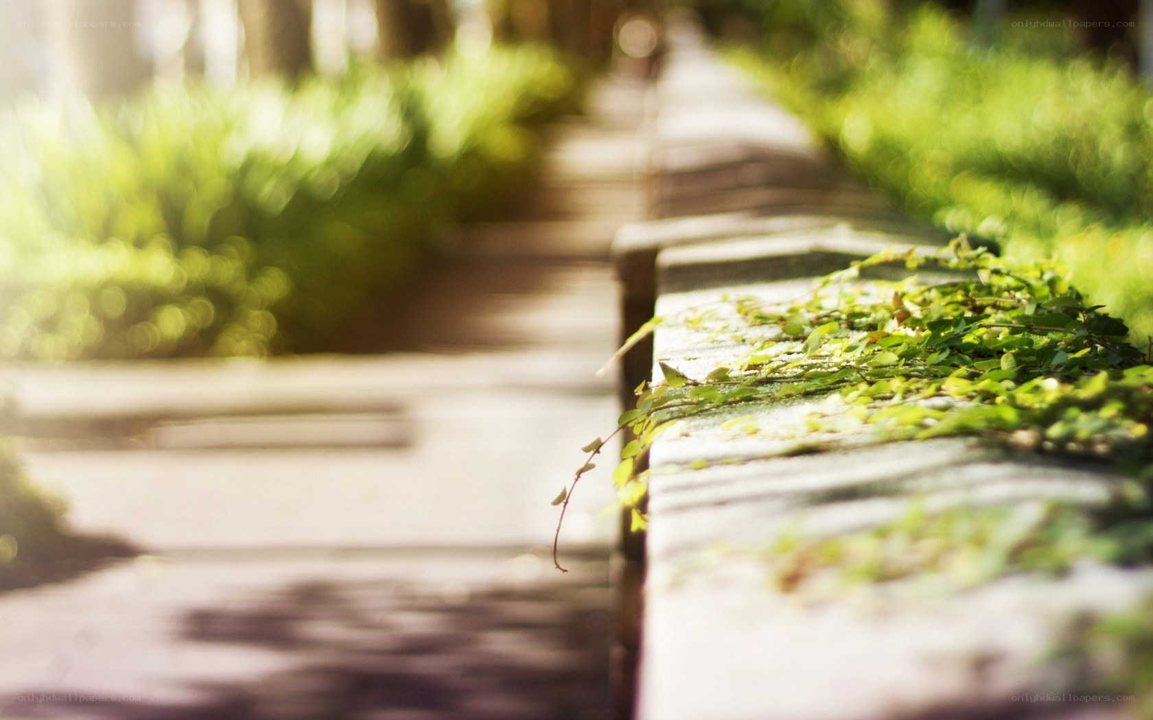 Sunlit path with greenery