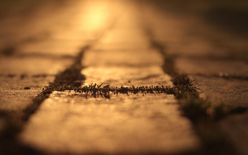 sunlit path with moss