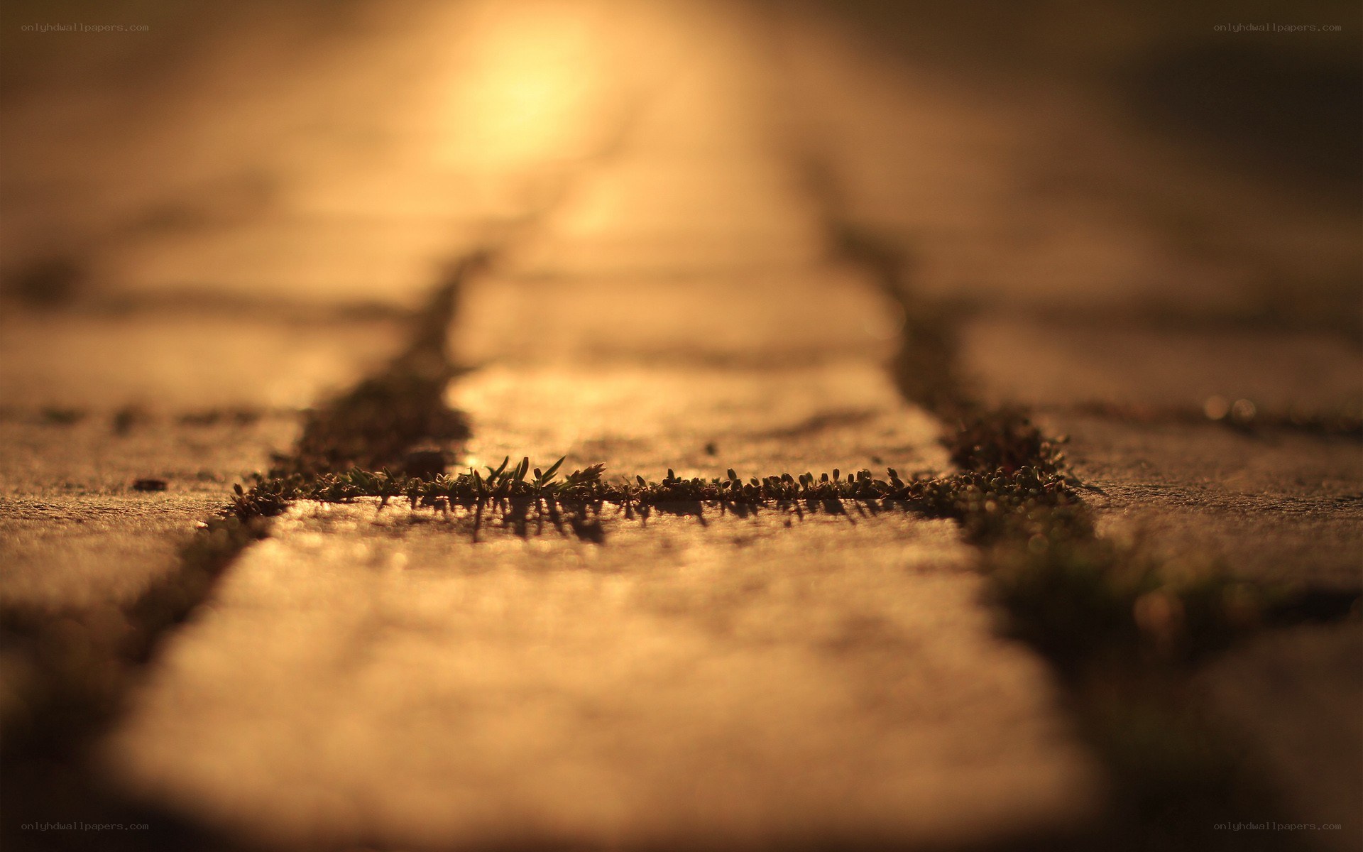 sunlit path with moss
