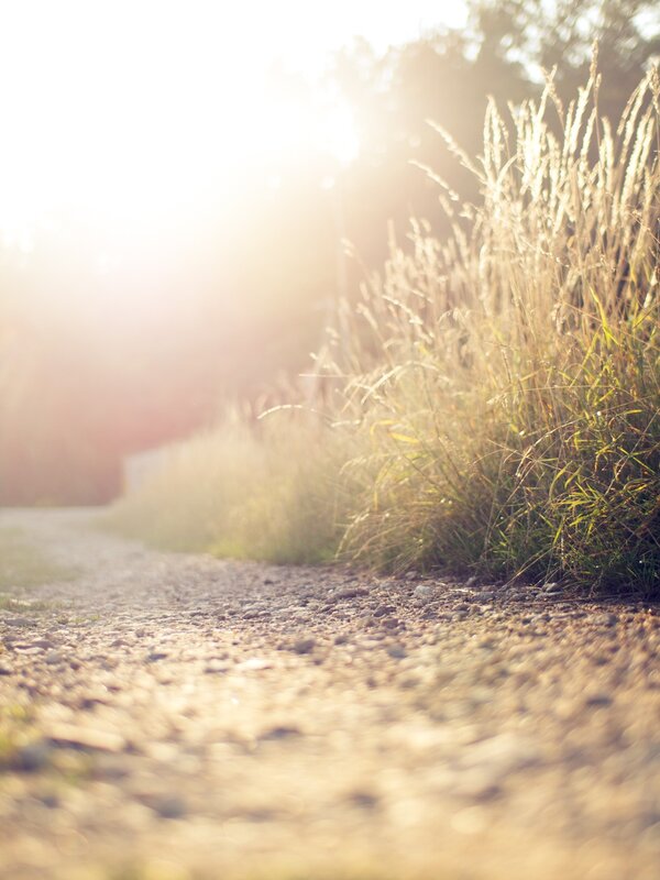 Sunlit path with tall grass