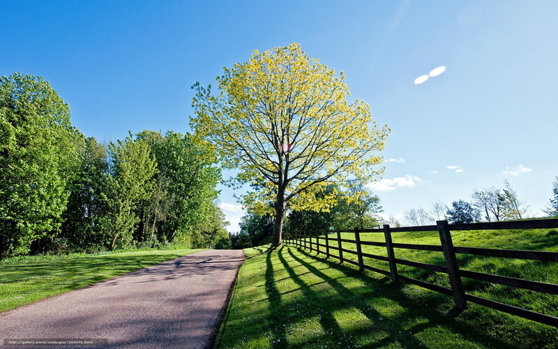 Sunlit path with yellow tree