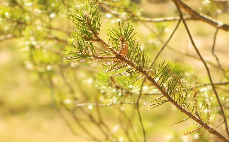 Sunlit pine branch
