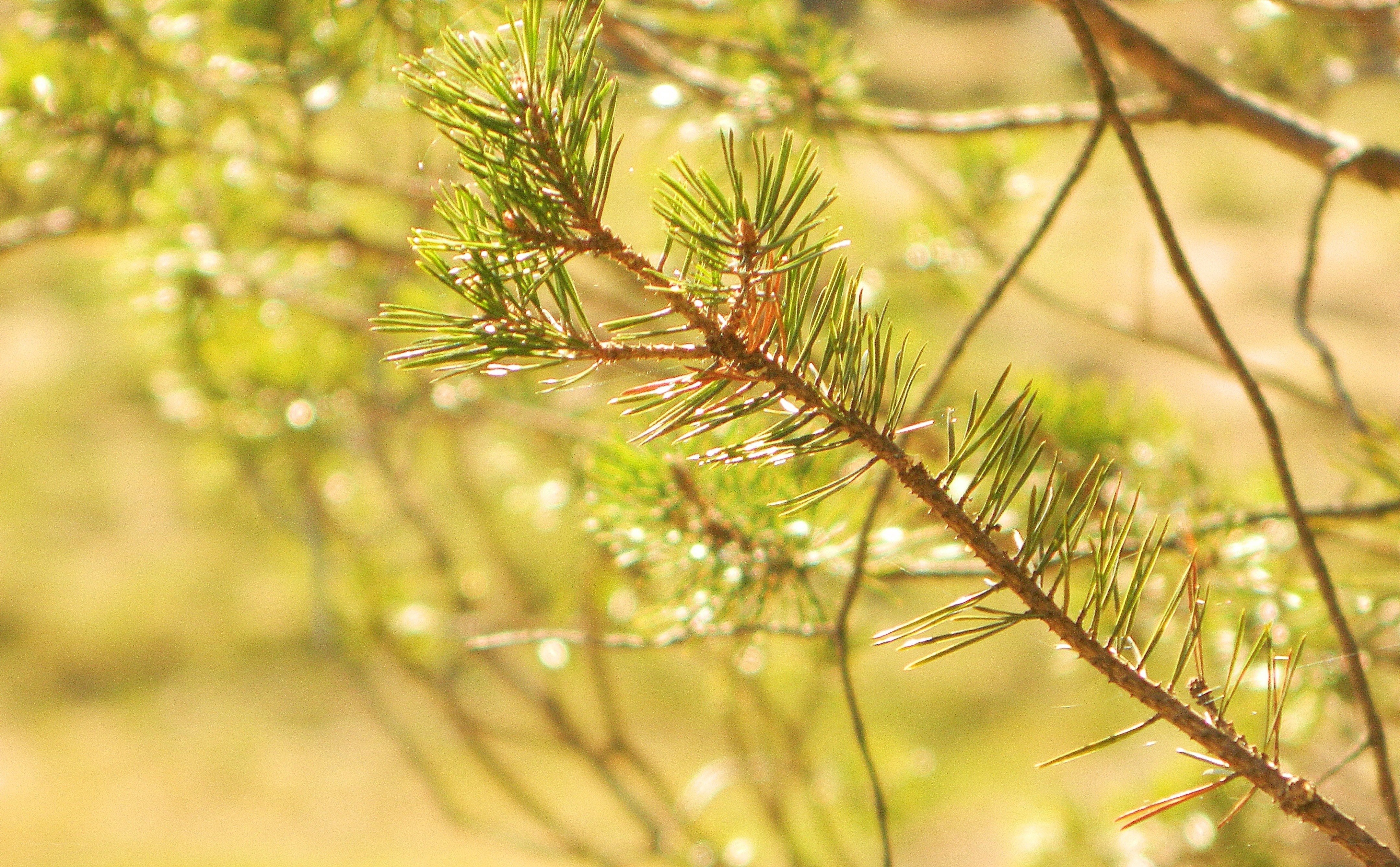 Sunlit pine branch