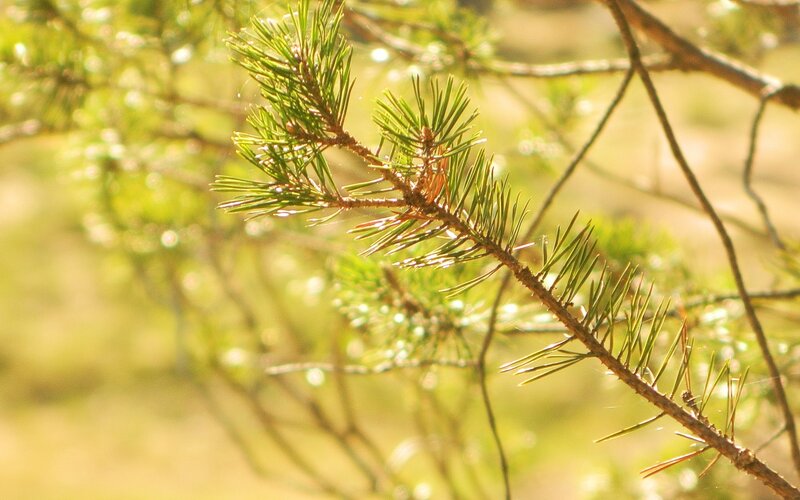 Sunlit pine branch in forest