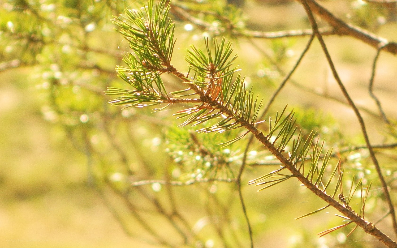 Sunlit pine branch in forest