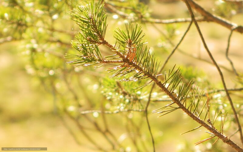 Sunlit pine branch