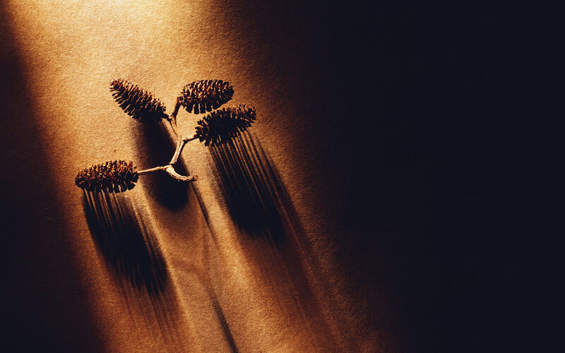 Sunlit pine cones on textured surface