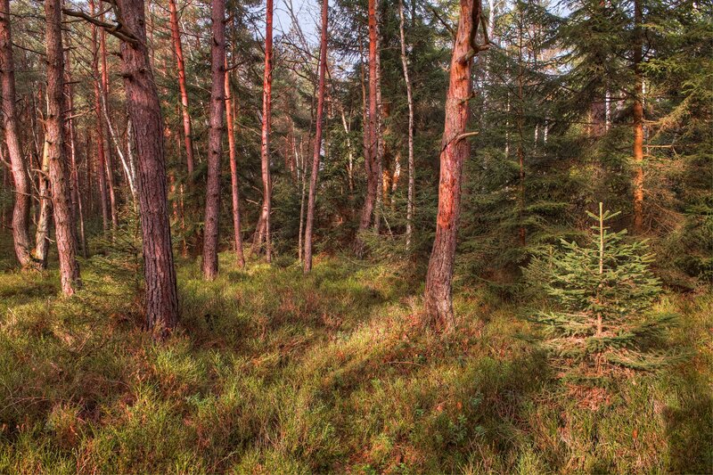 Sunlit pine forest