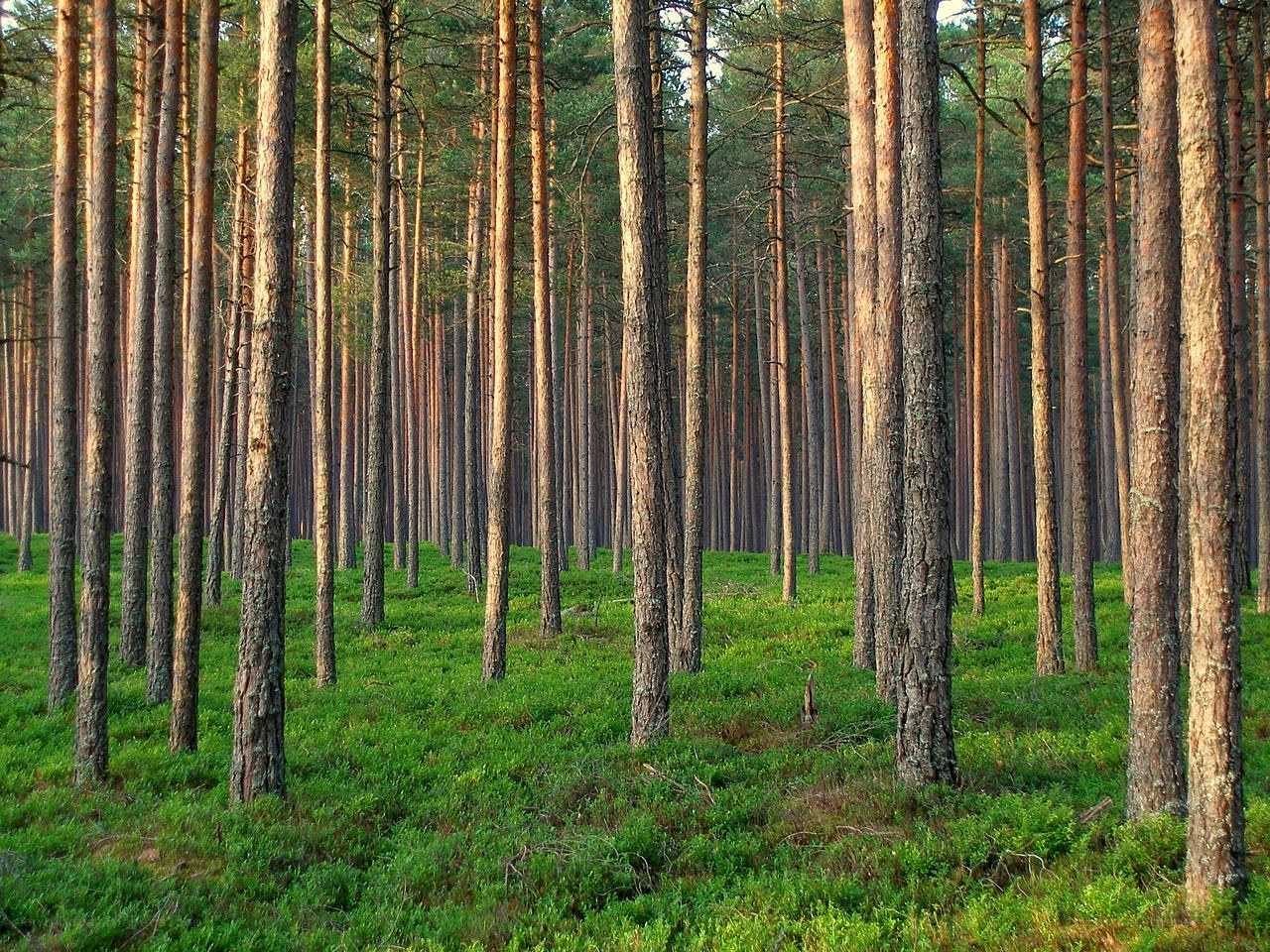 Sunlit pine forest