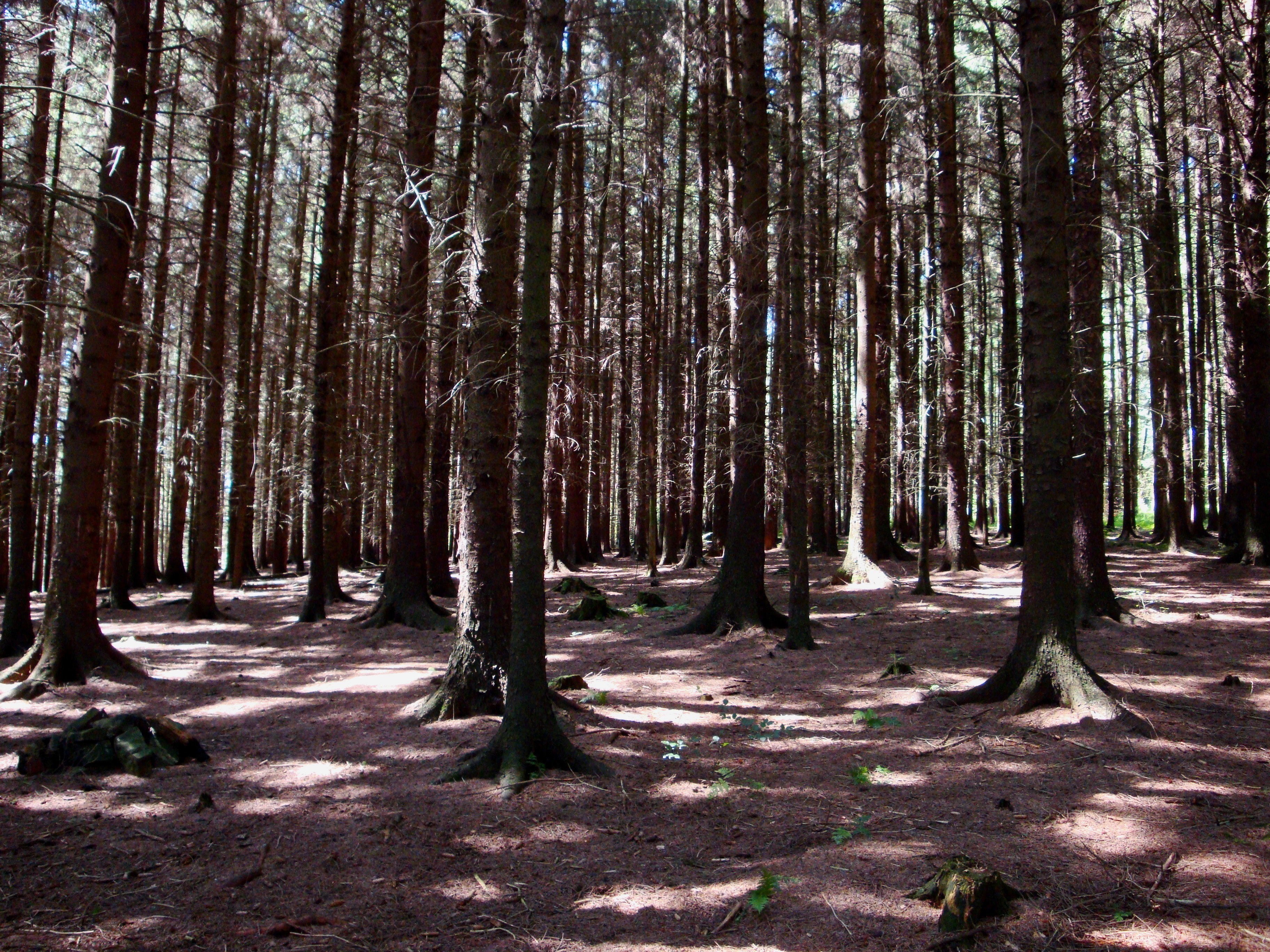Sunlit pine forest