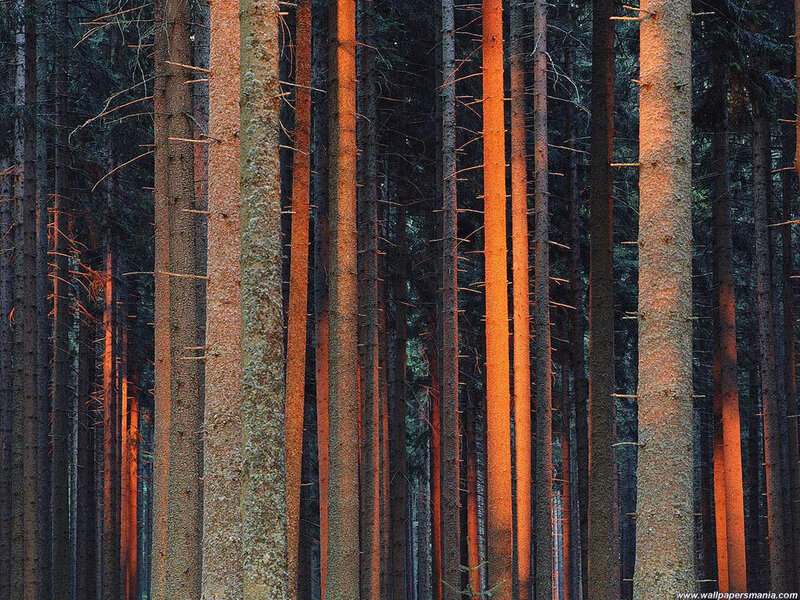 Sunlit pine forest