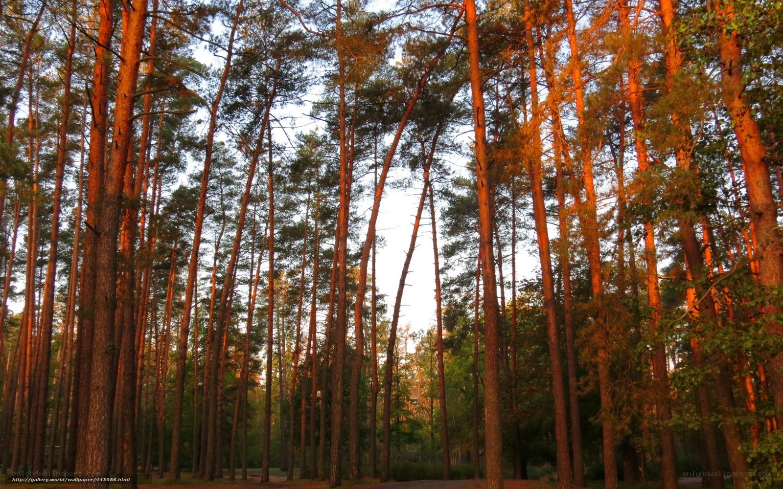 Sunlit pine forest
