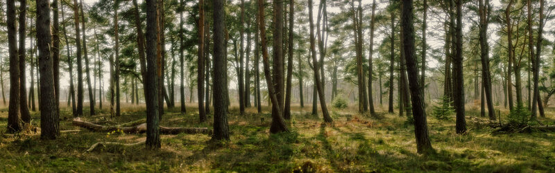 Sunlit pine forest