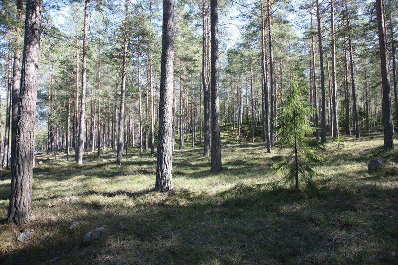 Sunlit pine forest