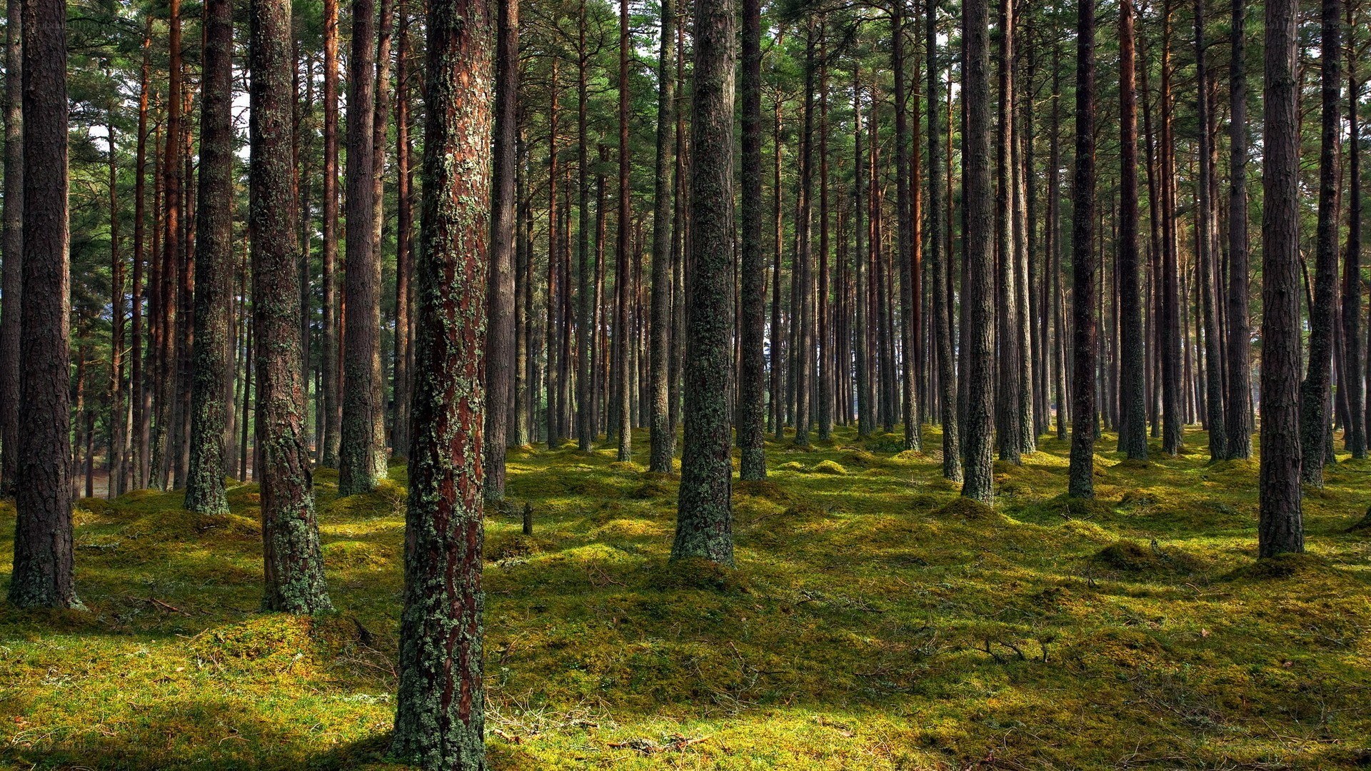 Sunlit pine forest