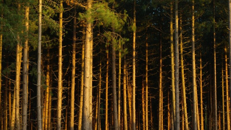Sunlit pine forest at dusk