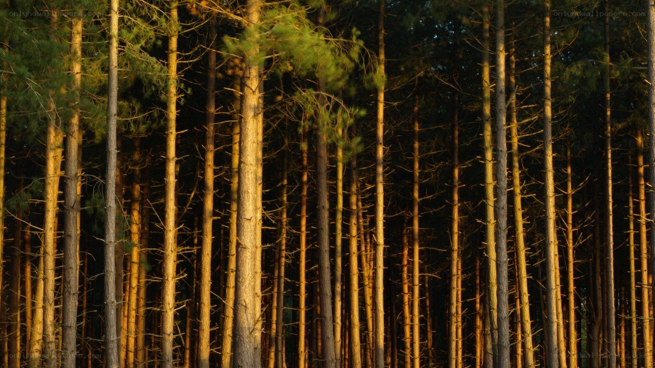 Sunlit pine forest at dusk