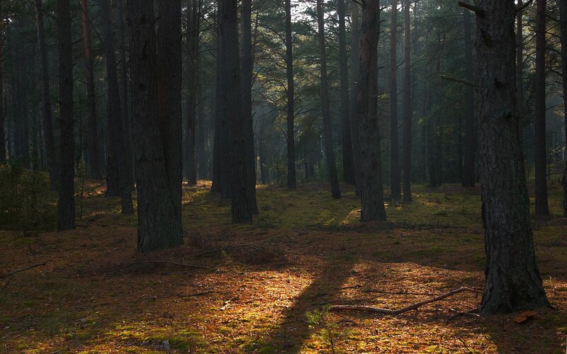 Sunlit Pine Forest — Brown