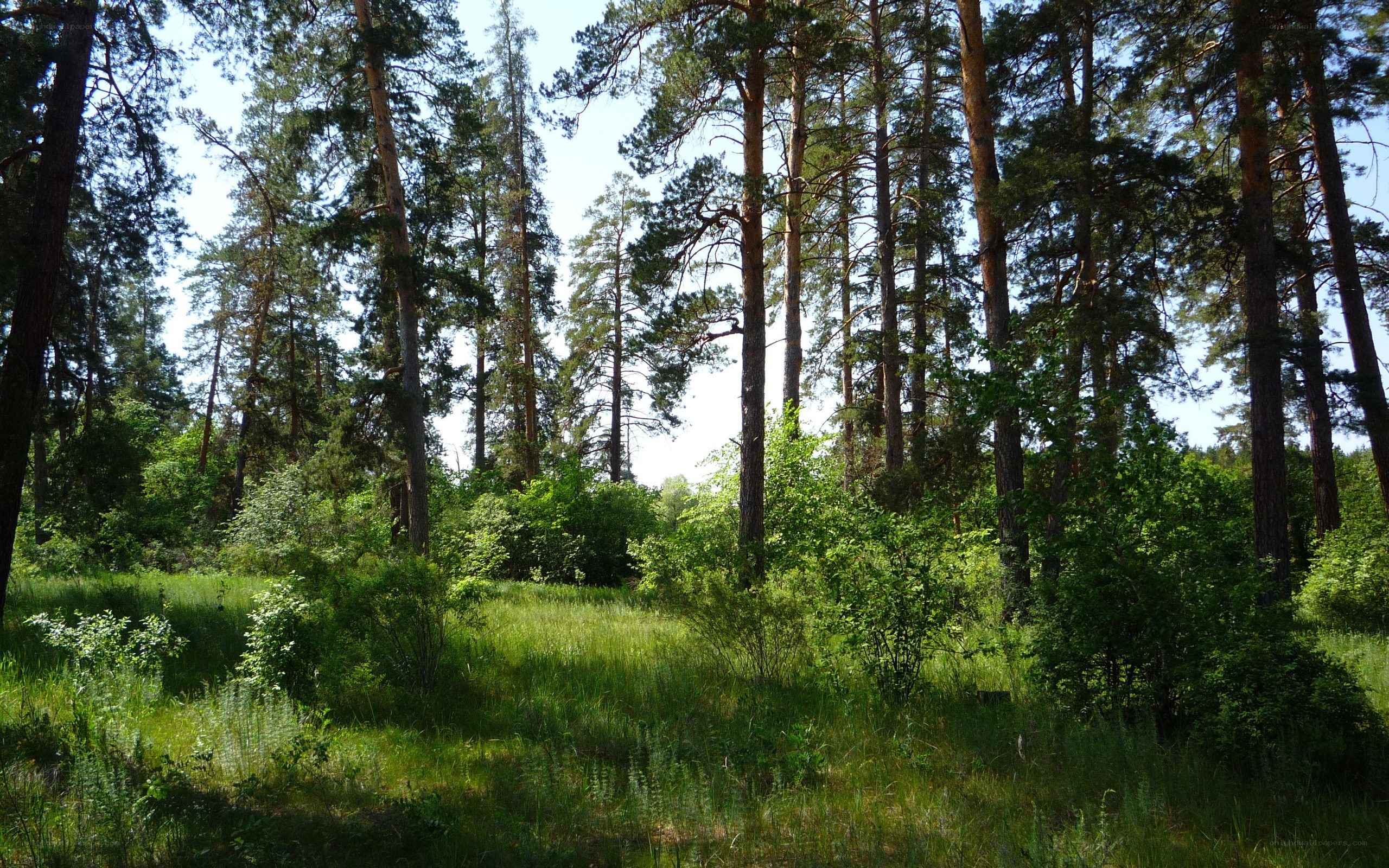 Sunlit pine forest clearing