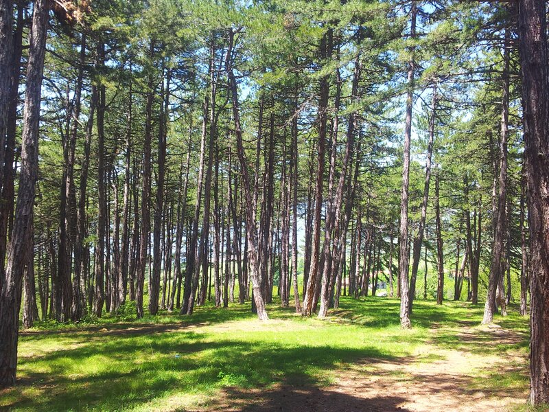 Sunlit pine forest clearing