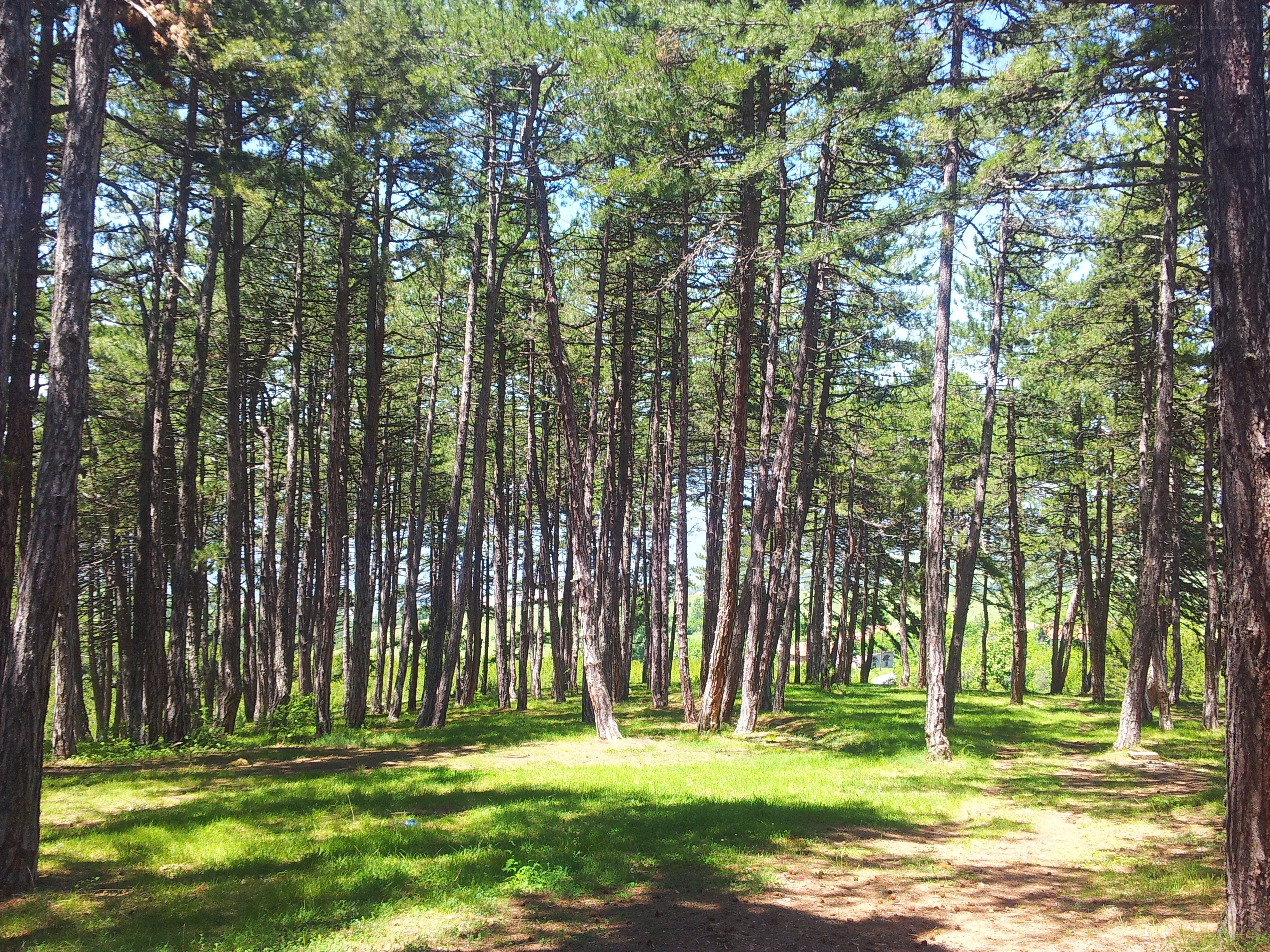 Sunlit pine forest clearing
