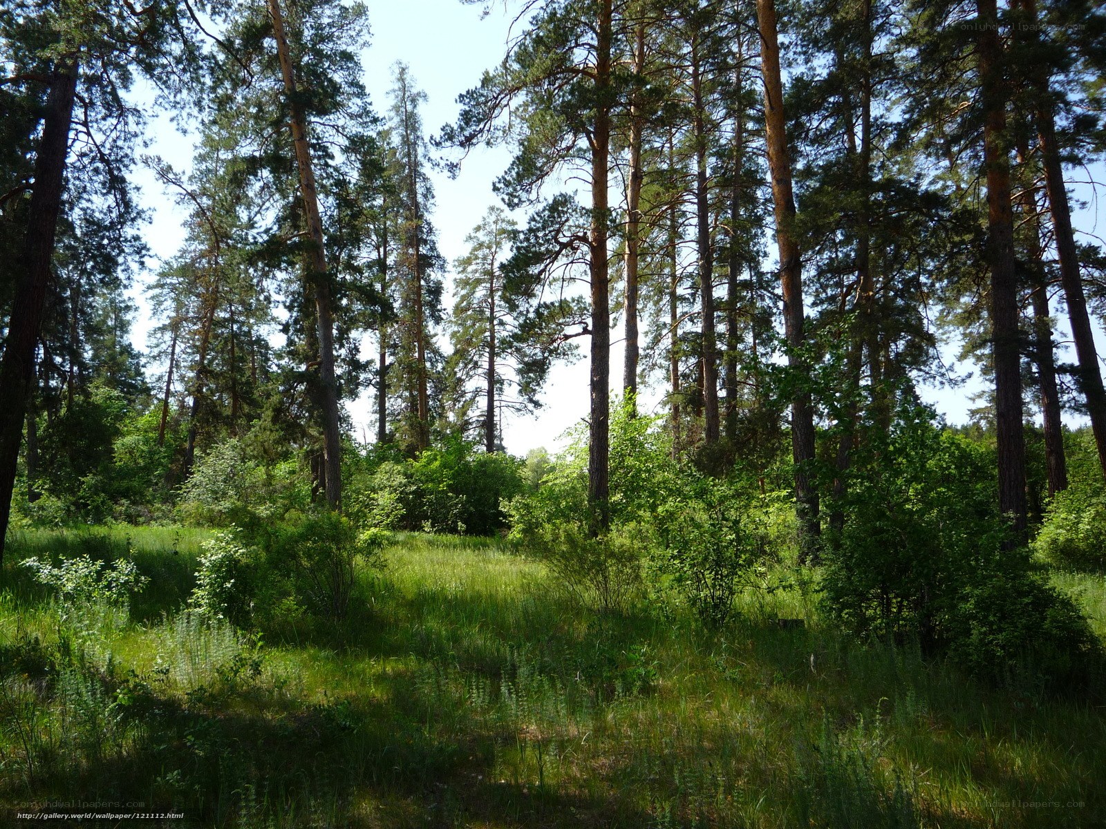 Sunlit pine forest clearing