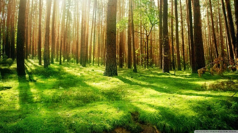Sunlit Pine Forest — Grass