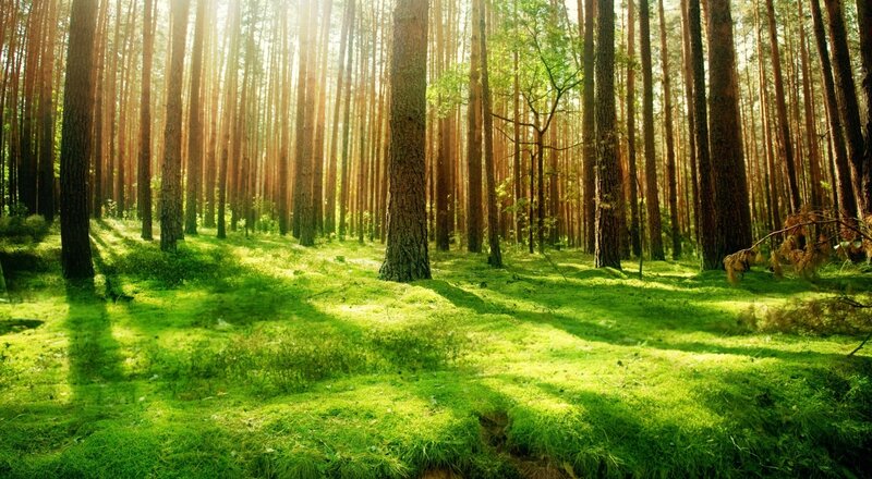 Sunlit Pine Forest — Green, Serene, Morning, Photograph