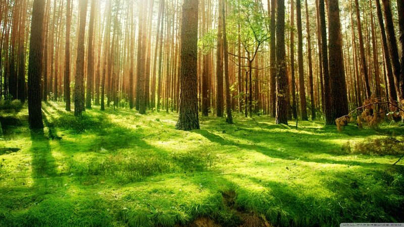 Sunlit Pine Forest — Green, Serene, Morning, Photograph, Trees, Grass