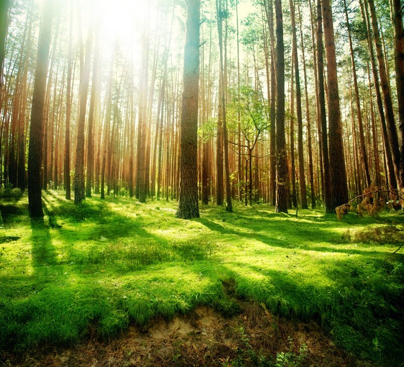 Sunlit Pine Forest — Green, Serene, Morning, Photograph, Trees