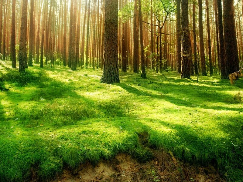 Sunlit Pine Forest — Green, Serene, Morning