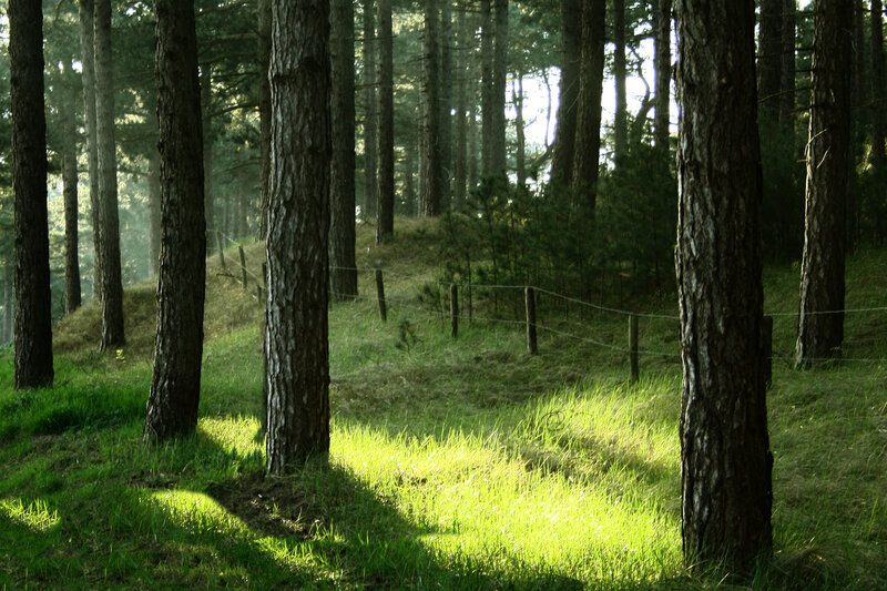 Sunlit Pine Forest — Green, Serene