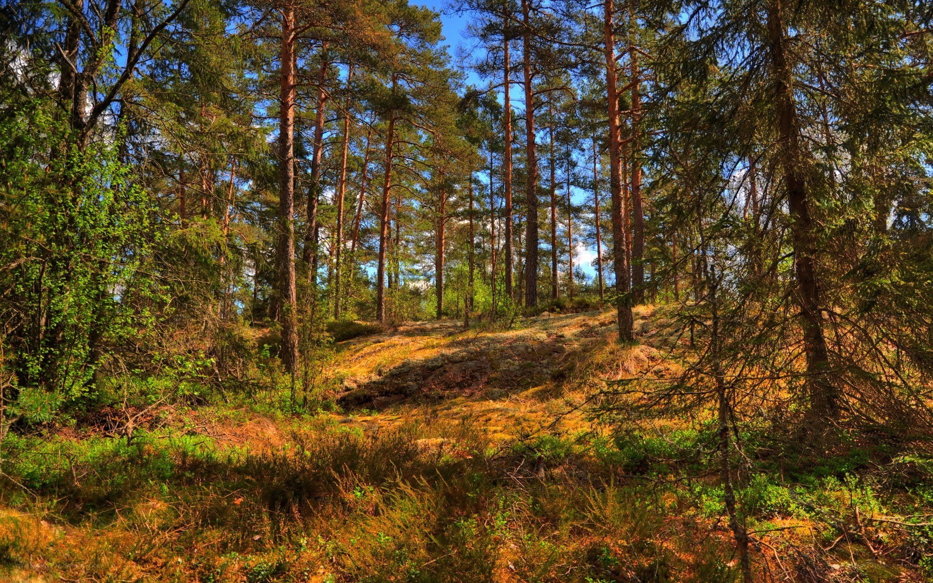 Sunlit pine forest landscape