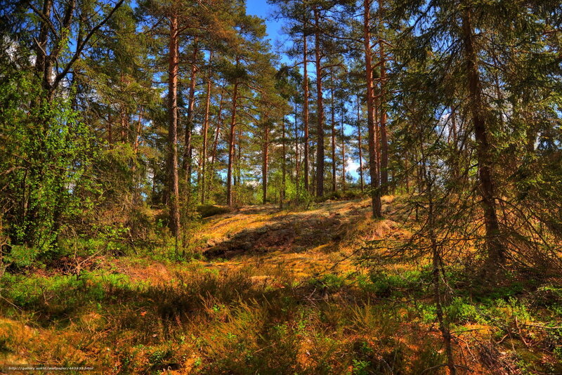 Sunlit pine forest landscape