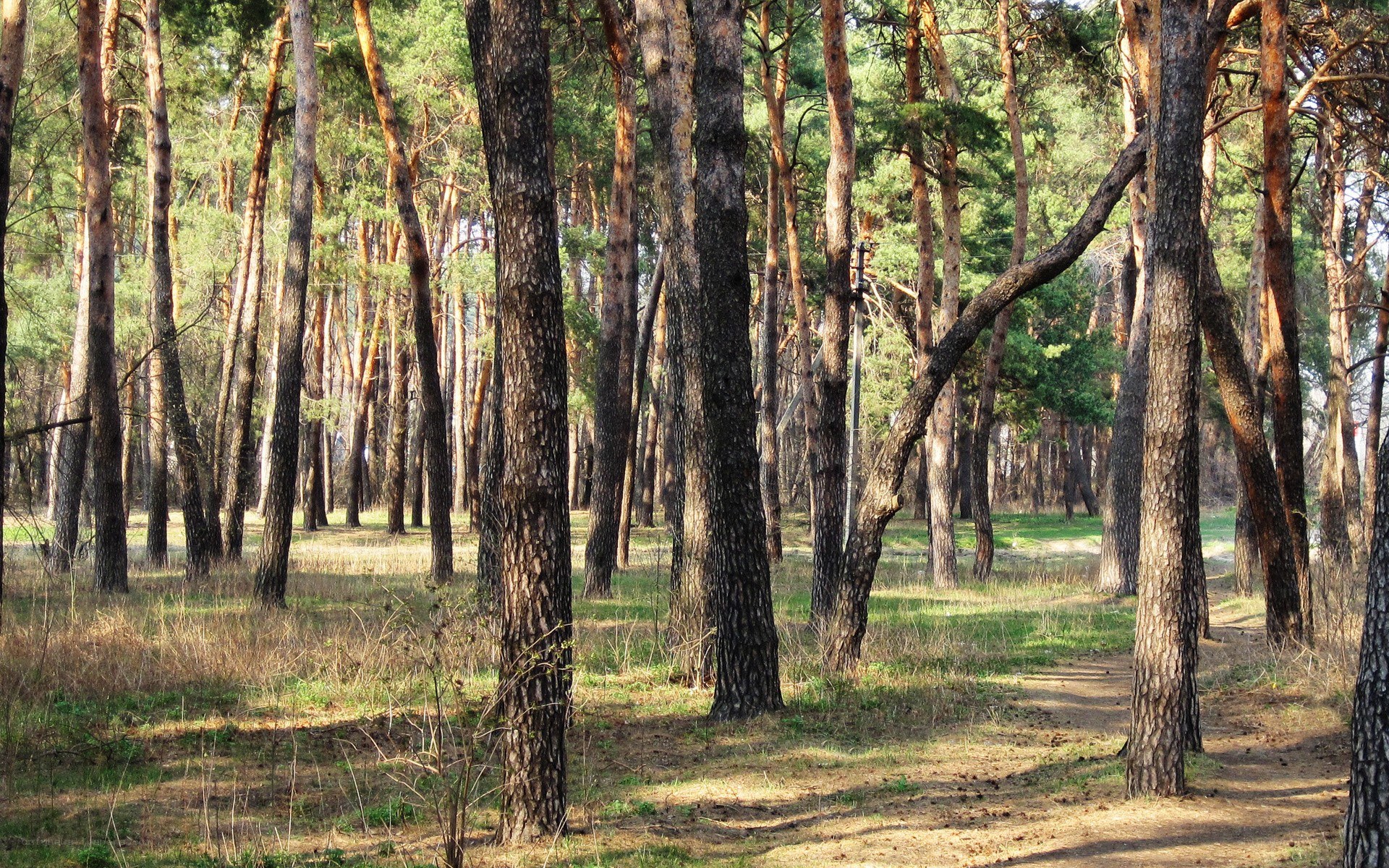 Sunlit pine forest path